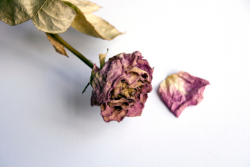 Los ciała po śmierci – co zachodzi między zgonem a pochówkiem?